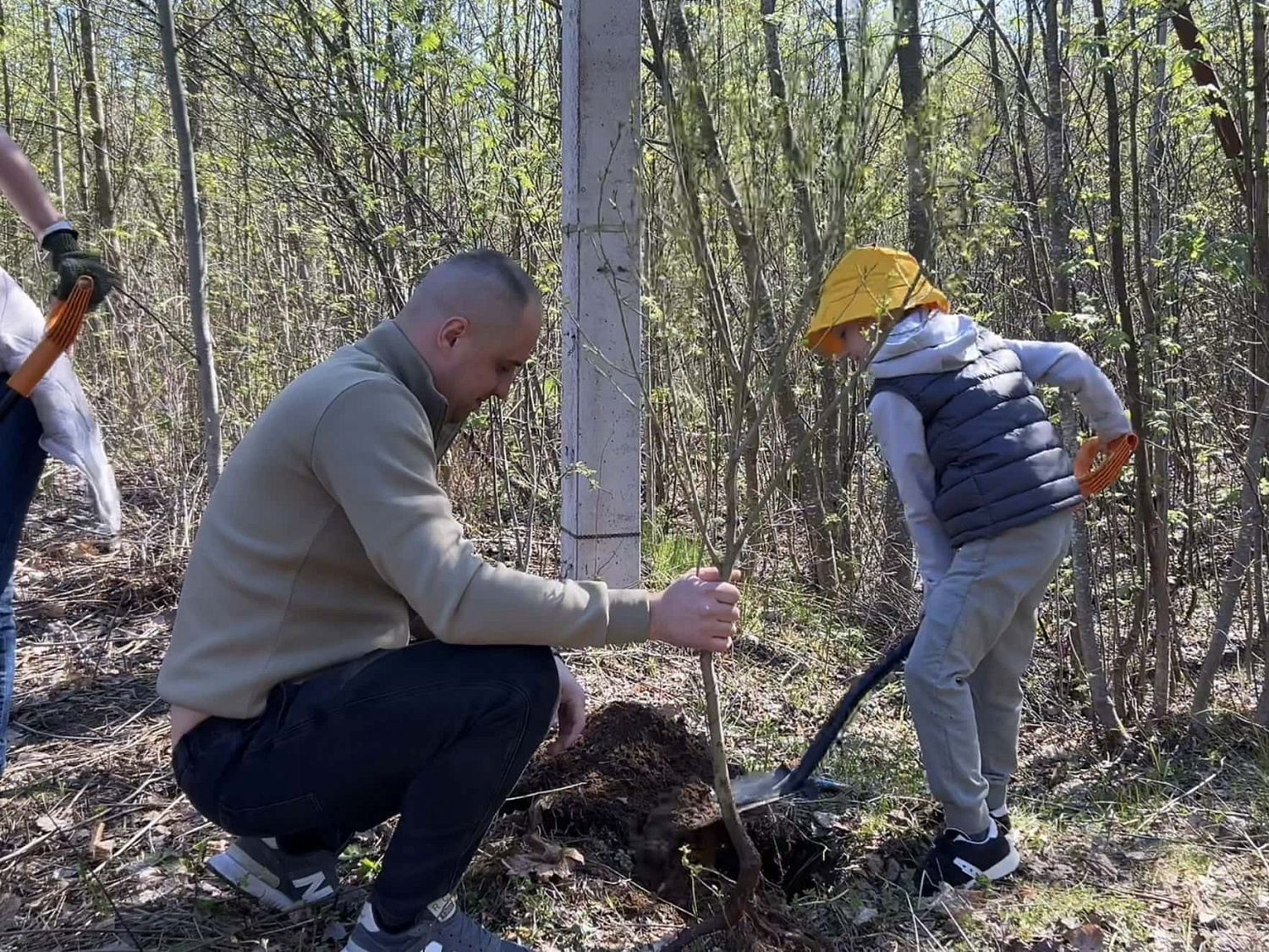 Ежегодная посадка деревьев