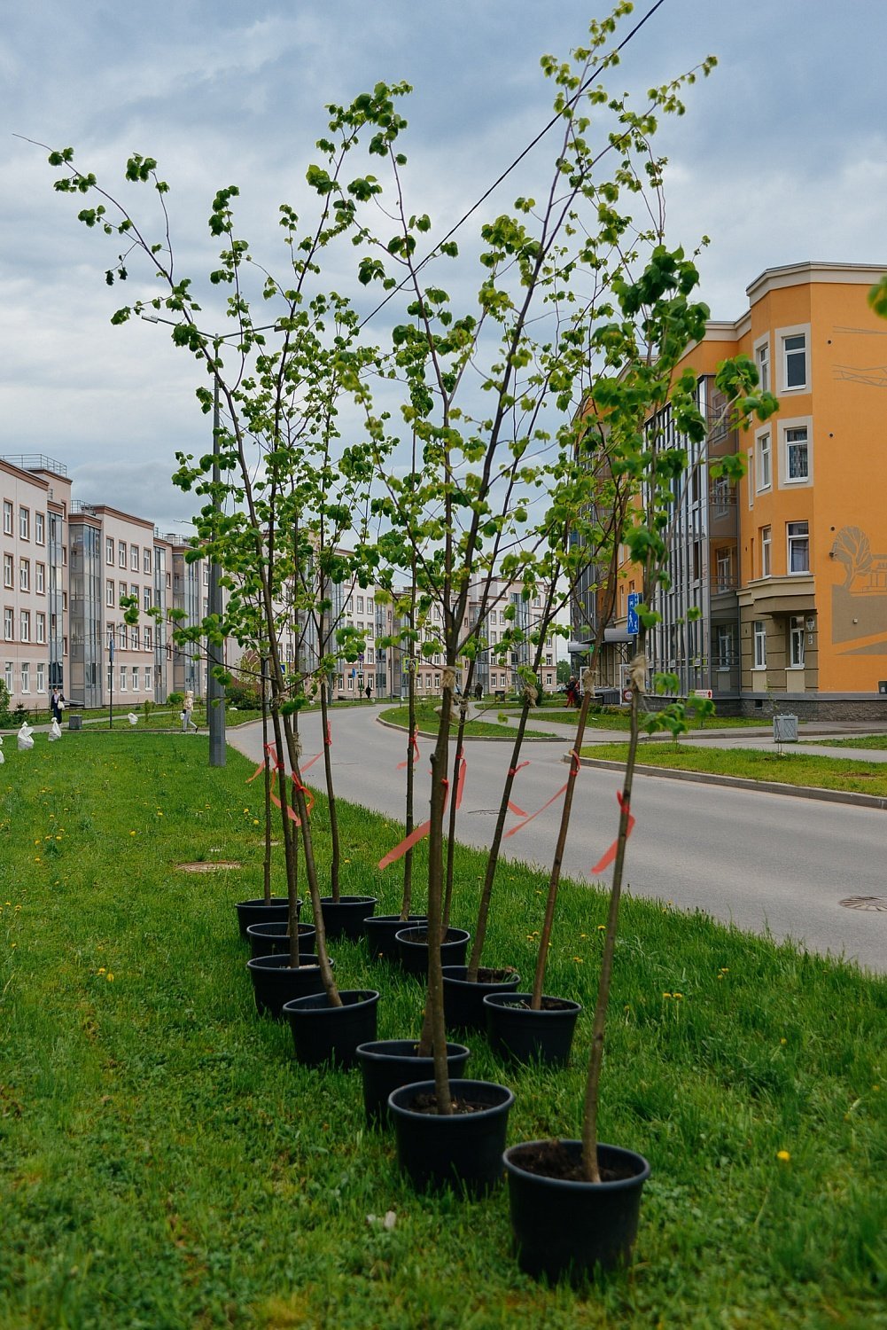 Эко-проект по высадке деревьев